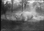 'Diverse fotografier från bl.a. dåvarande Nordrhodesia, nu Zambia, tagna av Konsul Magnus Leijer. ::  :: En fälld noshörning liggande på marken. Fotograferad snett framifrån.'