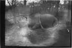 'Diverse fotografier från bl.a. dåvarande Nordrhodesia, nu Zambia, tagna av Konsul Magnus Leijer. ::  :: En fälld noshörning liggande på knä på marken, med ett gevär lutat mot kroppen. Fotograferad från sidan.'