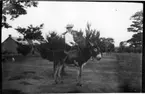 'Diverse fotografier från bl.a. dåvarande Nordrhodesia, nu Zambia, tagna av Konsul Magnus Leijer. ::  :: En kvinna sittande på en åsna, fotograferad från sidan, i bakgrunden är en hund, träd och en stenbyggnad synlig.'