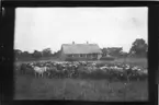 'Diverse fotografier från bl.a. dåvarande Nordrhodesia, nu Zambia, tagna av Konsul Magnus Leijer. ::  :: En flock djur på en äng framför ett boningshus med halmtak. I bakgrunden är ett fåtal människor och ett flertal träd synliga.'