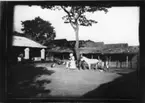 'Diverse fotografier från bl.a. dåvarande Nordrhodesia, nu Zambia, tagna av Konsul Magnus Leijer. ::  :: 1 st kvinna med hund och 1 st man med åsna, 1 st man bredvid med ytterligare en åsna. Dessutom fåglar och ytterligare 1 st man vid sidan, alla framför byggnad.'