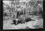 'Diverse fotografier från bl.a. dåvarande Nordrhodesia, nu Zambia, tagna av Konsul Magnus Leijer. ::  :: Fällt buffeldjur liggande på mage, ett gevär lutat mot kroppen. 1 st kvinna stående bakom. 1 st pojke med åsna bakom. Flertal  män i bakgrunden bland trädstammar.'