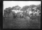 'Diverse fotografier från bl.a. dåvarande Nordrhodesia, nu Zambia, tagna av Konsul Magnus Leijer. ::  :: 1 st kvinna, 1 st man och 1 st flicka sittande på varsin åsna, bredvid flickan står 1 st  man, framför dem står en zebra o bakom är ytterligare 1 st man synlig.'