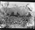 'Diverse fotografier från bl.a. dåvarande Nordrhodesia, nu Zambia, tagna av Konsul Magnus Leijer. ::  :: Ett fällt antilop-gjur liggande på mage, fotograferat bakifrån. En man håller i ett av dess horn. Mot kroppen står ett gevär lutat.'