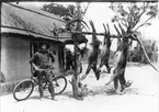 'Diverse fotografier från bl.a. dåvarande Nordrhodesia, nu Zambia, tagna av Konsul Magnus Leijer. ::  :: 3 fällda antilopdjur hängande på pinne mellan 2 träd. Även monterade horn. 1 st man med cykel och gevär står bredvid. I bakgrunden finns ett ca 10 män.'