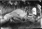 'Diverse fotografier från bl.a. dåvarande Nordrhodesia, nu Zambia, tagna av Konsul Magnus Leijer. ::  :: Tre personer stående vid en fälld elefant liggande på marken, med huvudet i jorden. Den ena personen rör vid kroppen. I bakgrunden är skog synlig.'