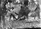 'Diverse fotografier från bl.a. dåvarande Nordrhodesia, nu Zambia, tagna av Konsul Magnus Leijer. ::  :: En man hållande i snabeln på ett avhugget elefanthuvud. Huvudet är upphängt i ett träd, bredvid ligger ytterligare 2 betar, i förgrunden står ett gevär.'