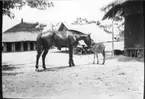 'Diverse fotografier från bl.a. dåvarande Nordrhodesia, nu Zambia, tagna av Konsul Magnus Leijer. ::  :: En häst står med mulen mot en zebras kropp. De 2 står framför ett tält och 2 cirkelformade byggnader.'