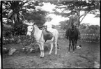 'Diverse fotografier från bl.a. dåvarande Nordrhodesia, nu Zambia, tagna av Konsul Magnus Leijer. ::  :: En flicka sittande på en åsna samt en man sittande på en häst. Bakom flickan är en blomsterplantering, och bakom mannen en hund, synlig.'