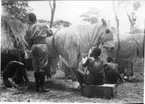 'Diverse fotografier från bl.a. dåvarande Nordrhodesia, nu Zambia, tagna av Konsul Magnus Leijer. ::  :: 4 personer arbetar med att täcka 2 hästar som skydd mot tsetseflugor, i bakgrunden är en hydda delvis synlig. ::  :: Samma motiv som fotonr. 1485. Se även nr 1485-1486.'