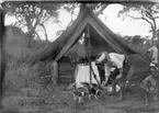 'Diverse fotografier från bl.a. dåvarande Nordrhodesia, nu Zambia, tagna av Konsul Magnus Leijer. ::  :: Utanför ett tält står 1 st man och leker med 2 hundvalpar. Bredvid sitter 1 st man och ler, bakom honom står ytterligare 1 st man.'