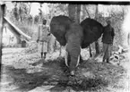 'Diverse fotografier från bl.a. dåvarande Nordrhodesia, nu Zambia, tagna av Konsul Magnus Leijer. ::  :: 2 män stående bredvid ett elefanthuvud som är upphängt på en trädstam, fotograferade framifrån. I bakgrunden är ett tält synligt.'