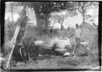 'Diverse fotografier från bl.a. dåvarande Nordrhodesia, nu Zambia, tagna av Konsul Magnus Leijer. ::  :: 4 st pojkar stående bakom ett dukat bord, framför sitter 1 st man i en solstol, bredvid finns ett gevär, en cykel, en resväska samt en död fågel.'