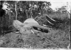 'Diverse fotografier från bl.a. dåvarande Nordrhodesia, nu Zambia, tagna av Konsul Magnus Leijer. ::  :: En man lutar sig mot en fälld elefants kropp, han håller i ett gevär. I bakgrunden är en hängmatta synlig.'