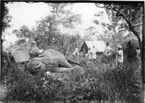 'Diverse fotografier från bl.a. dåvarande Nordrhodesia, nu Zambia, tagna av Konsul Magnus Leijer. ::  :: En fälld elefant liggande i gräset på en lägerplats. En häst står bredvid kroppen liksom sju män och pojkar.'