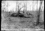 'Diverse fotografier från bl.a. dåvarande Nordrhodesia, nu Zambia, tagna av Konsul Magnus Leijer. ::  :: En fälld elefant liggande på sidan, fotograferad från ryggen. Bakom står 2 män, vid sidan står en åsna. Ett gevär står lutat mot elefantens huvud.'