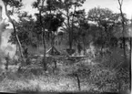 'Diverse fotografier från bl.a. dåvarande Nordrhodesia, nu Zambia, tagna av Konsul Magnus Leijer. ::  :: Vy över lägerplats med eldar, tält och människor. På en trädstam hänger ett elefanthuvud och bredvid detta står en man. Fotograferat från avstånd.'