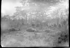 'Diverse fotografier från bl.a. dåvarande Nordrhodesia, nu Zambia, tagna av Konsul Magnus Leijer. ::  :: 4 st fällda djur liggande på marken, bakom dem sitter 1 st man, står en häst och står/sitter ett flertal män. På öppen plats bland träd.'