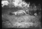 'Diverse fotografier från bl.a. dåvarande Nordrhodesia, nu Zambia, tagna av Konsul Magnus Leijer. ::  :: En fälld elefant liggande på sidan, vid sidan av den, invid en buske, står och sitter 14, helt eller delvis synliga, män och pojkar.'