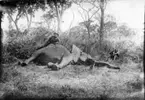 'Diverse fotografier från bl.a. dåvarande Nordrhodesia, nu Zambia, tagna av Konsul Magnus Leijer. ::  :: En fälld elefant liggande på marken, på kroppen halvligger 1 st man med ett gevär i händerna. Bakom kroppen sitter 1 st man i gräset.'