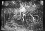 'Diverse fotografier från bl.a. dåvarande Nordrhodesia, nu Zambia, tagna av Konsul Magnus Leijer. ::  :: Ett flertal män och pojkar i arbete med en fälld elefants kropp. Delar av kroppen ligger runt den arbetande klungan. En man håller i elefantens betar.'