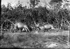 'Diverse fotografier från bl.a. dåvarande Nordrhodesia, nu Zambia, tagna av Konsul Magnus Leijer. ::  :: 2 fällda zebror liggande på en hög trädstammar.'