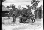 'Diverse fotografier från bl.a. dåvarande Nordrhodesia, nu Zambia, tagna av Konsul Magnus Leijer. ::  :: 2 män hållande i en pinne där ett svindjur är upphängt. I bakgrunden är palmväxter hydda och staket synligt.'