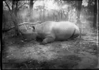 'Diverse fotografier från bl.a. dåvarande Nordrhodesia, nu Zambia, tagna av Konsul Magnus Leijer. ::  :: En fälld noshörning liggande på marken framför ett flertal träd. Fotograferad från sidan från nära håll.'