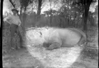 'Diverse fotografier från bl.a. dåvarande Nordrhodesia, nu Zambia, tagna av Konsul Magnus Leijer. ::  :: En man med gevär ståene bredvid en fälld noshörnings kropp. Bakom dem är ett flertal träd synliga.'