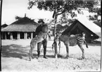 'Diverse fotografier från bl.a. dåvarande Nordrhodesia, nu Zambia, tagna av Konsul Magnus Leijer. ::  :: En man stående vid ett träd hållande en zebras huvud och framben i famnen, ytterligare en zebra är fastbunden vid trädet. I bakgrunden tält och hydda.'