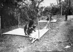 'Diverse fotografier från bl.a. dåvarande Nordrhodesia, nu Zambia, tagna av Konsul Magnus Leijer. ::  :: 2 män sitter utomhus och väver(?), på varsin matta. Bakom den ena står ytterligare en man.'