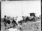 'Diverse fotografier från bl.a. dåvarande Nordrhodesia, nu Zambia, tagna av Konsul Magnus Leijer. ::  :: 1 st man stående framför 6 st oxar som drar en vagn, i denna sitter 1 st man, bakom vagnen är ytterligare människor synliga.'