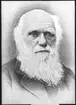 'Porträtt av Charles Darwin. ::  :: Ingår i serie med fotonr. 5324:1-45 med repro från böcker eller publikationer. Dessa tillhör bilder som Leonard Axel Jägerskiöld använt i sina föreläsningar.'