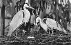 'Ingår i en serie med Fotonr. 5419 med Göteborgs Naturhistoriska museums olika vykort genom åren. ::  :: Monterad gråhäger hona samt hane, med bo och ägg, det hela från Trolleholm i Skåne, Sverige.'