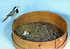 'Ingår i en serie med Fotonr. 5419 med Göteborgs Naturhistoriska museums olika vykort genom åren. ::  :: Monterad Sädesärla med bo. ''White Wagtail with nest'''