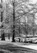 'Trädutställningen 1978 Göteborgs Naturhistoriska museum: :: Fotograferat i riktning från korsningen Vegagatan-Rosengatan mot Slottsskogen. På bilden syns allén längs Vegagatan. Det  främre trädet är en bok och därefter en alm och en lind. Vid sidan om gångstigen går en kvinna med sittbarnvagn i riktning mot Slottsskogen. ::  :: Ingår i serie med fotonr. 5527:50-68.'