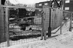 'Tillbyggnaden av Göteborgs Naturhistoriska Museum februari 1979. Byggarbetsplatsen med staket runtomkring framför södra ytterväggen av Göteborgs Naturhistoriska Museum. 4 personer innanför staketet och en grävmaskin. ::  :: Ingår i serie med fotonr. 5527:69-216.'