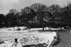 'Tillbyggnaden av Göteborgs Naturhistoriska Museum april 1979. Foto från Slottsskogen vid Linnéplatsen och upp mot Göteborgs Naturhistoriska Museums västra sida. Göteborgs Naturhistoriska Museums ''valskylt'', snö, gående personer. ::  :: Ingår i serie med fotonr. 5527:69-216.'