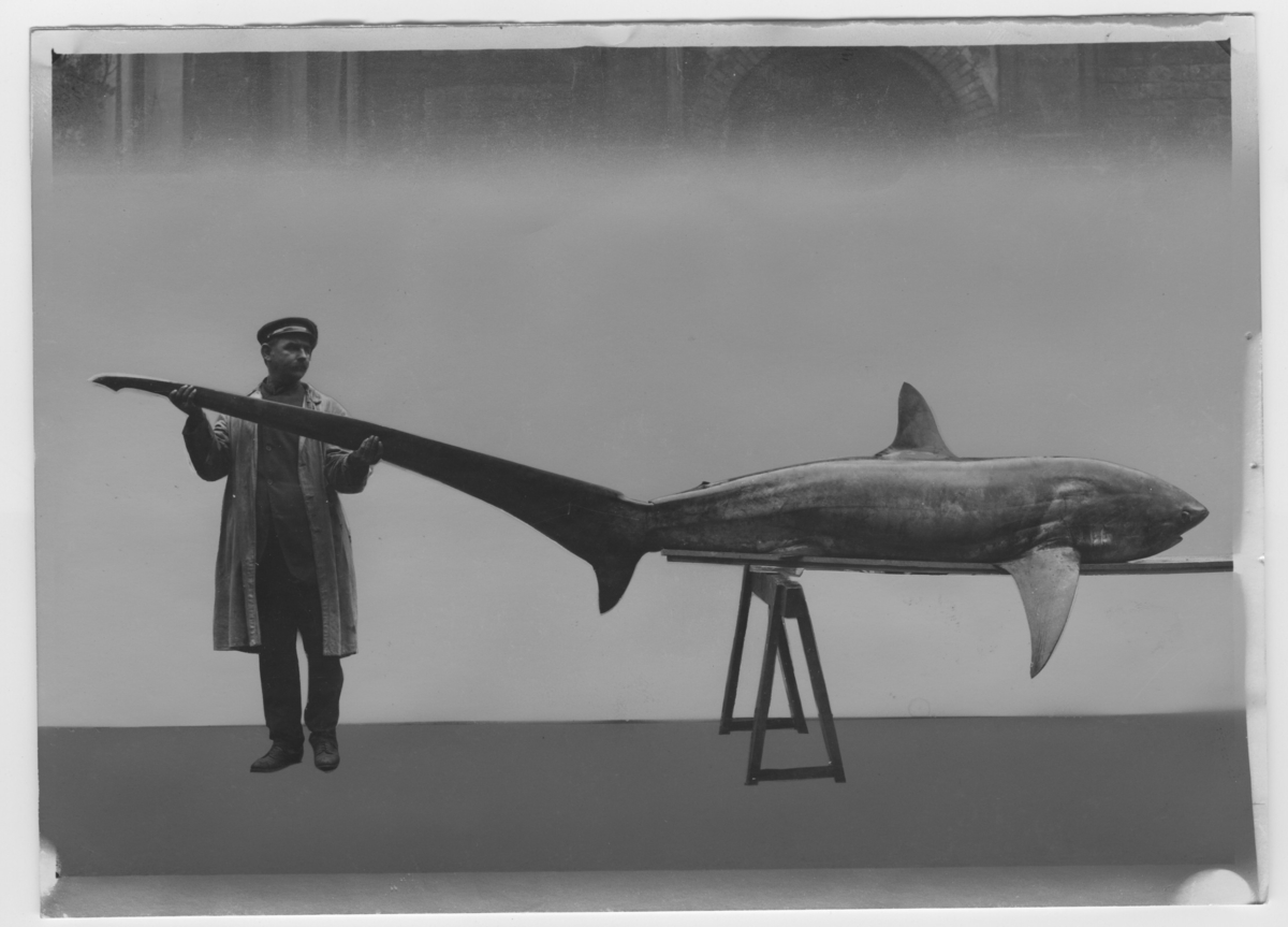 Peterburgdan bir tojik fohisha toping