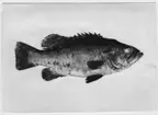 'Vrakfisk sedd från sidan, 62 cm lång. Fångad 1938-07-07. ::  :: Ingår i serie med fotonr. 5600:1-5, bilder till ''Fiskar och fiske i Norden'', K.A. Andersson. ::  :: Bilen med i Göteborgs Naturhistoriska Museums Årstryck 1939 s. 16.'