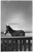 'Foto på Jubileumsutställningen, Göteborgs Naturhistoriska museum 150 år. ::  :: Monterat hästföl i inhägnad, det, 1983, senast genomförda stora montaget.'