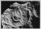 'Fossil, närbilder på ammoniter och trilobiter: :: Från ''Schweizer Jura''. ::  :: Ingår i serie med fotonr. 5665:1-7.'