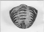 'Fossil, närbilder på ammoniter och trilobiter: :: Trilobit , sedd från svansskölden. ::  :: Ingår i serie med fotonr. 5665:1-7.'