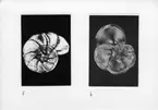 'Närbilder, till basutställningen, Protozoa. ::  :: Bild 5-6.'