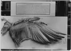 'Div. bilder på ''museala arrangemang av fåglar'', bilderna är insamlade av Leonard Axel Jägerskiöld. ::  :: Monter med en fågelvinge med förklarande text: ''The exo-skeleton or feathers''-'
