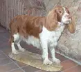 'Welsh Springer Spaniel, hane, 5 år, monterad på 1960-talet. Monterad av Gunnar Gustafsson. Gåva till museet från Torsten Ahlström, Hisings Backa. Sedd snett framifrån. ::  :: Fotot med i artikel i Welsh Nytt nr 2 år 2004 s. 4. ::  :: Se även fotonr. 6071:3. Ingår i serie med fotonr. 6071:1-3.'