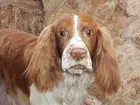 'Welsh Springer Spaniel, hane, 5 år, monterad på 1960-talet. Monterad av Gunnar Gustafsson. Gåva till museet från Torsten Ahlström, Hisings Backa. Huvudbild, framifrån. ::  :: Fotot med i artikel i Welsh Nytt nr 2 år 2004 s. 4. ::  :: Se även fotonr. 6071:2. Ingår i serie med fotonr. 6071:1-3.'