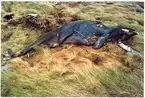 'Strandad och torkad Vitnosdelfin fotograferad på fyndplatsen: ::  :: Helbild på kroppen, liggande i gulnat högt gräs. Sedd från sidan. ::  :: Ingår i serie med fotonr. 6072:1-8.'