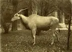 'Elandantilop (älgantilop), hane. Foto taget på det färdiga montaget. ::  :: Montaget finns utställt i däggdjurssalen i monterskåp nr. 49 på Göteborgs Naturhistoriska Museum. ::  :: Ingår i serie med fotonr. 613:1-3.'