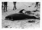 'Strandad vitnosdelfin på stranden.  Kroppen vägde ca 140 kg och var 261 cm lång. Se även fotonr. 6765:19. ::  :: Ingår i serie med fotonr. 6765:1-39.'